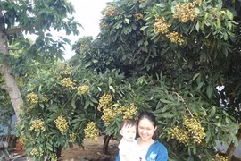 Nhãn trái vụ cho thu nhập cao