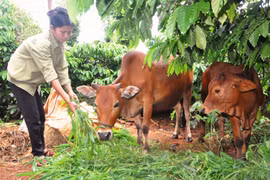 Chư Sê nhân rộng các mô hình, câu lạc bộ để thu hút hội viên