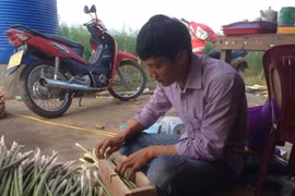 Trồng măng tây mang lại tiền tỉ