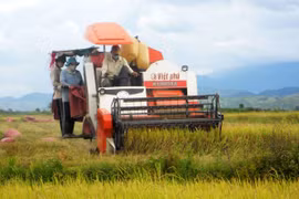 Được mùa nhưng không được giá