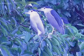 Chim di trú chọn Hoàng cung Huế làm điểm dừng chân