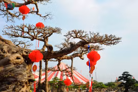 Cây sanh dáng 'Long' trăm tuổi trả giá triệu đô chưa bán