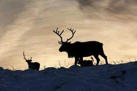 Theo chân 'bạn đồng hành cùng ông già Noel' ở Scotland