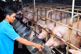 Quản lý chặt thức ăn chăn nuôi chứa kháng sinh