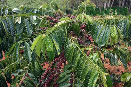 Khai mạc Ngày Cà phê Việt Nam lần thứ nhất