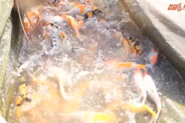 Đàn cá Koi tiền tỷ bơi trên sông Hồng: Tay chơi thèm muốn