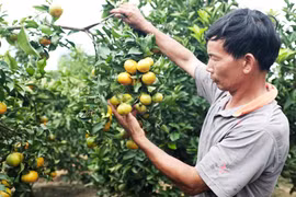 Thu nhập cao nhờ trồng cây ăn quả