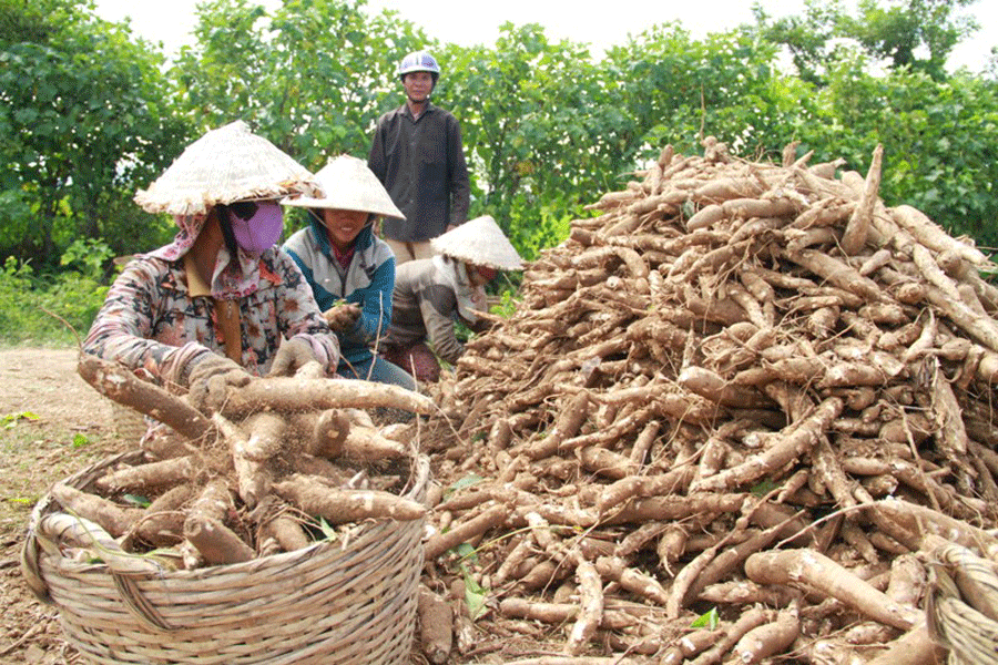 Nông dân Ia Piơr phấn khởi vì mì được mùa, được giá