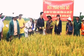 Hiệu quả từ mô hình cánh đồng lúa liên kết