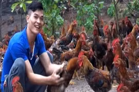 Chàng thanh niên dân tộc Dao thu tiền tỷ mỗi năm nhờ nuôi gà