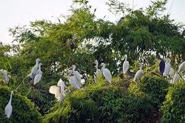 Cảnh sắc thiên nhiên tuyệt đẹp ở Đảo Cò Chi Lăng Nam