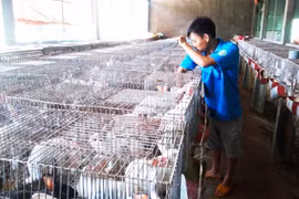 Kỹ sư công nghệ thông tin... nuôi thỏ