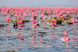 Hồ hoa súng khổng lồ ở Thái Lan