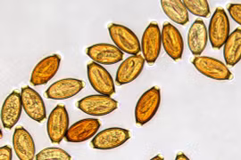 Thuốc làm từ… trứng giun sống