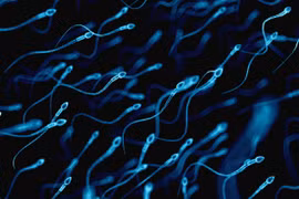 Dùng tinh trùng để chữa ung thư