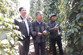 Tổng kết mô hình phát triển hồ tiêu theo hướng bền vững