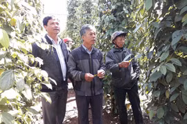 Tổng kết mô hình phát triển hồ tiêu theo hướng bền vững