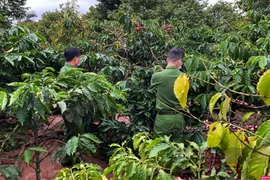 Giá cà phê nhân Đắk Lắk tăng thêm 300 đồng/kg, nông dân yên tâm hái cà phê chín vì điều này