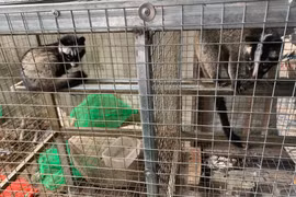 Đà Nẵng: Phát hiện kho động vật hoang dã bán cho các nhà hàng dịp tết