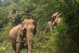 Đắk Lắk sửa đổi và bổ sung một số chính sách bảo tồn voi