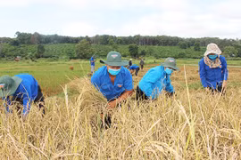 Tuổi trẻ Gia Lai tích cực làm theo Bác