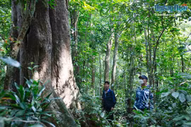 Giữ rừng như báu vật