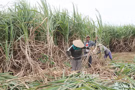 Vụ mía 2021-2022: Nhiều tín hiệu vui