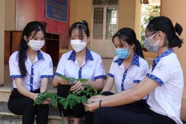 Học sinh làm trà thảo dược từ lá chùm ngây