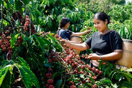 Bộ trưởng Lê Minh Hoan: Ngành hàng cà phê muốn đi xa phải đi cùng nhau