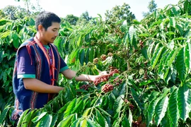 Bộ trưởng Bộ Nông nghiệp và PTNT Lê Minh Hoan: Gia Lai phấn đấu trở thành trung tâm nông sản của Tây Nguyên