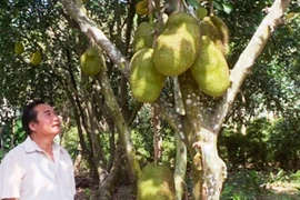 Giàu lên nhờ cây ăn quả