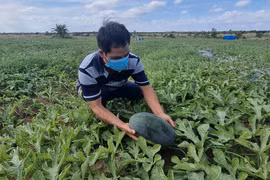 Dưa đầy ruộng, vắng bóng người mua