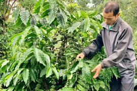 Giá cà phê nhân Đắk Lắk hôm nay tăng cao, để cây cà phê đóng chùm tốt, nông dân cần phải làm gì?