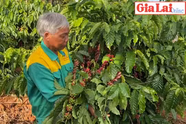 Ông Siu Buk-Thay đổi nếp nghĩ, cách làm để thoát nghèo