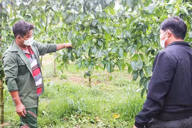 Hướng đến thương hiệu "Chanh dây Gia Lai"