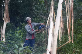 Kông Chro: Trồng rừng sản xuất để thoát nghèo