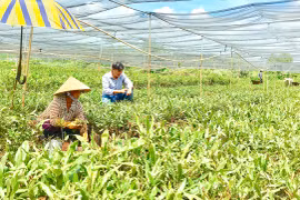 Gia Lai thành lập Ban Điều hành mạng lưới khởi nghiệp đổi mới sáng tạo