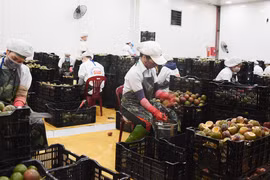 Mở rộng liên kết giữa hợp tác xã và doanh nghiệp