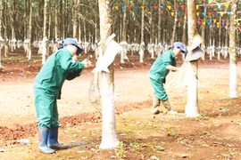 Người trồng cao su có lãi khi giá mủ tăng cao