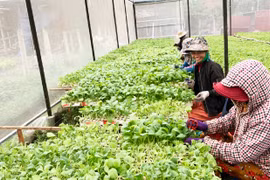 Ia Pa tái cơ cấu ngành nông nghiệp