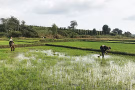 Vụ Đông Xuân 2021-2022 ưu tiên hỗ trợ giống lúa chất lượng cao