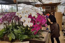 Lo ngại hoa Trung Quốc mượn danh hoa Đà Lạt
