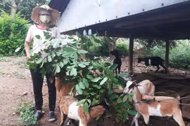 Lơ Ku: Giảm nghèo bằng các mô hình phát triển kinh tế