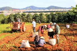 Đẩy mạnh hợp tác, kết nối tiêu thụ nông sản Lâm Đồng trong tình hình mới