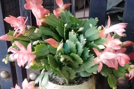 Rực hồng lan càng cua