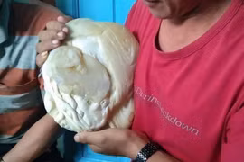 Bình Thuận: Thực hư chuyện ngư dân đảo Phú Quý lượm được cục long diên hương nặng trên 1kg bán hơn 8 tỷ đồng