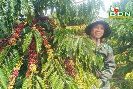 Hiệu quả từ cách trồng cà phê thả ngọn