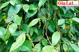 Sôi nổi với phong trào nông dân thi đua sản xuất kinh doanh giỏi