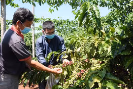 Nâng cao năng lực quản lý hợp tác xã: Yêu cầu cấp thiết