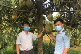 Kinh tế trang trại: Tín hiệu lạc quan